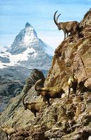 ZERMATT Steinwild Bouquetin Ibex