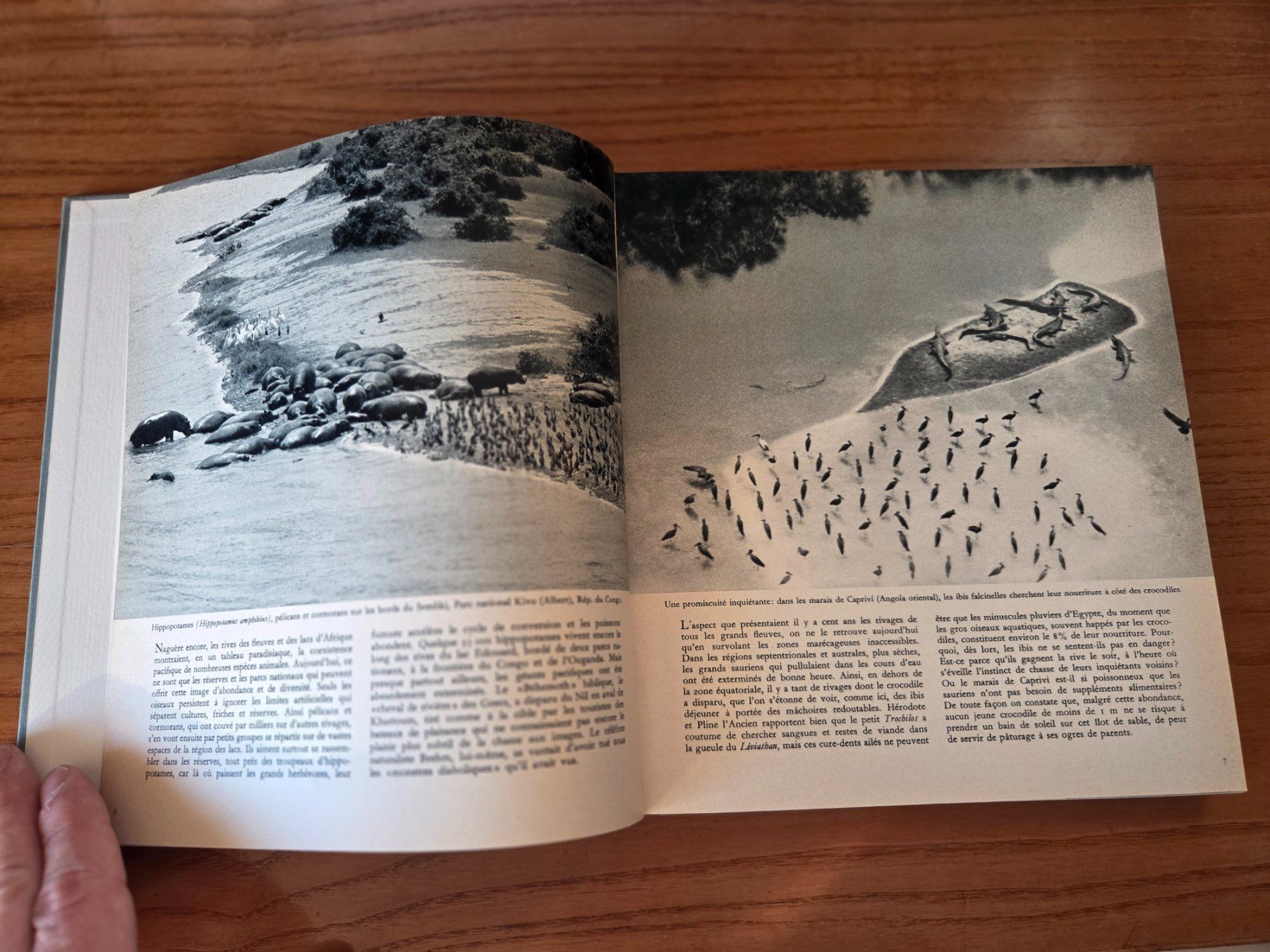 Libri: Parade animale du Continent noir 1963 VDB Berne – Usato da Aldesago venduto da lusuardi 5