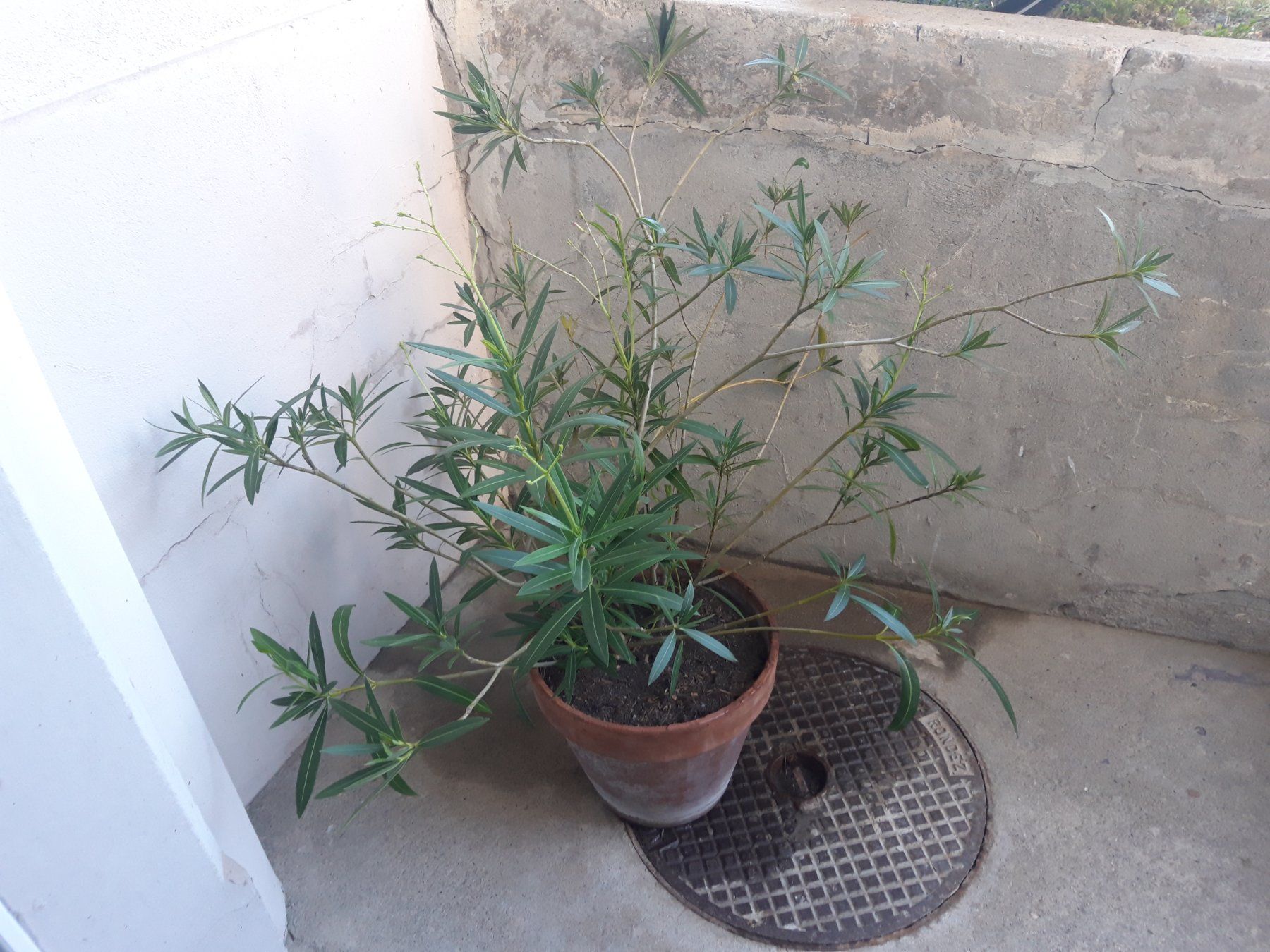 Piante & sementi: Oleander gross ohne Topf – Usato da Feuerthalen venduto da tanatha_st