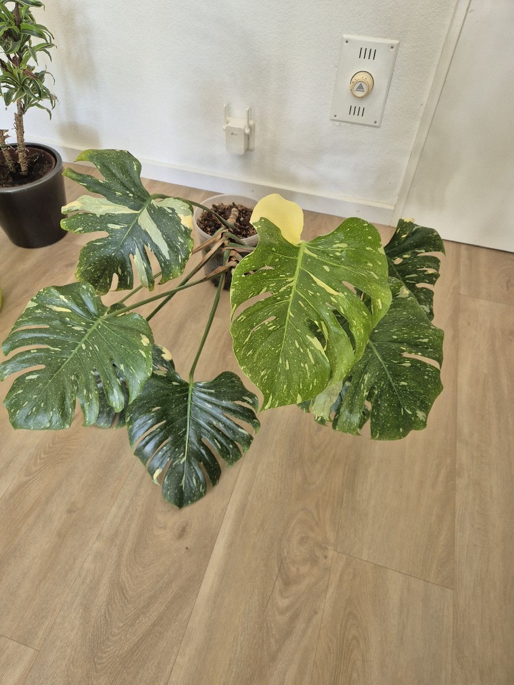 Piante & sementi: Monstera Thai Constellation – Usato da Reigoldswil venduto da Joel_4418