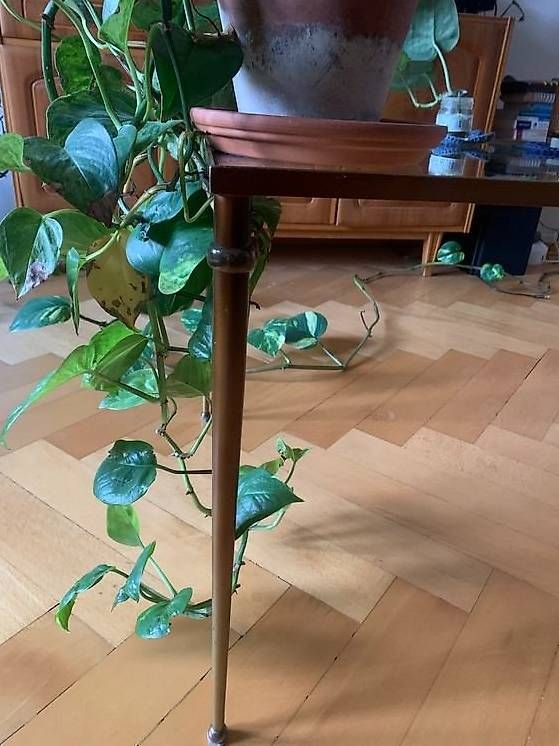 Tavoli: Vintage Sofatisch mit Glasplatte – Usato da Basel venduto da yan_5jq5 2