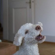 Profile image of Eleeeee