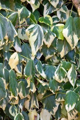 Piante & sementi: Lierre de Colchide 'Dentata Var.' RARE – Nuovo (secondo la descrizione) da Bremblens venduto da FIBONACCI369 5
