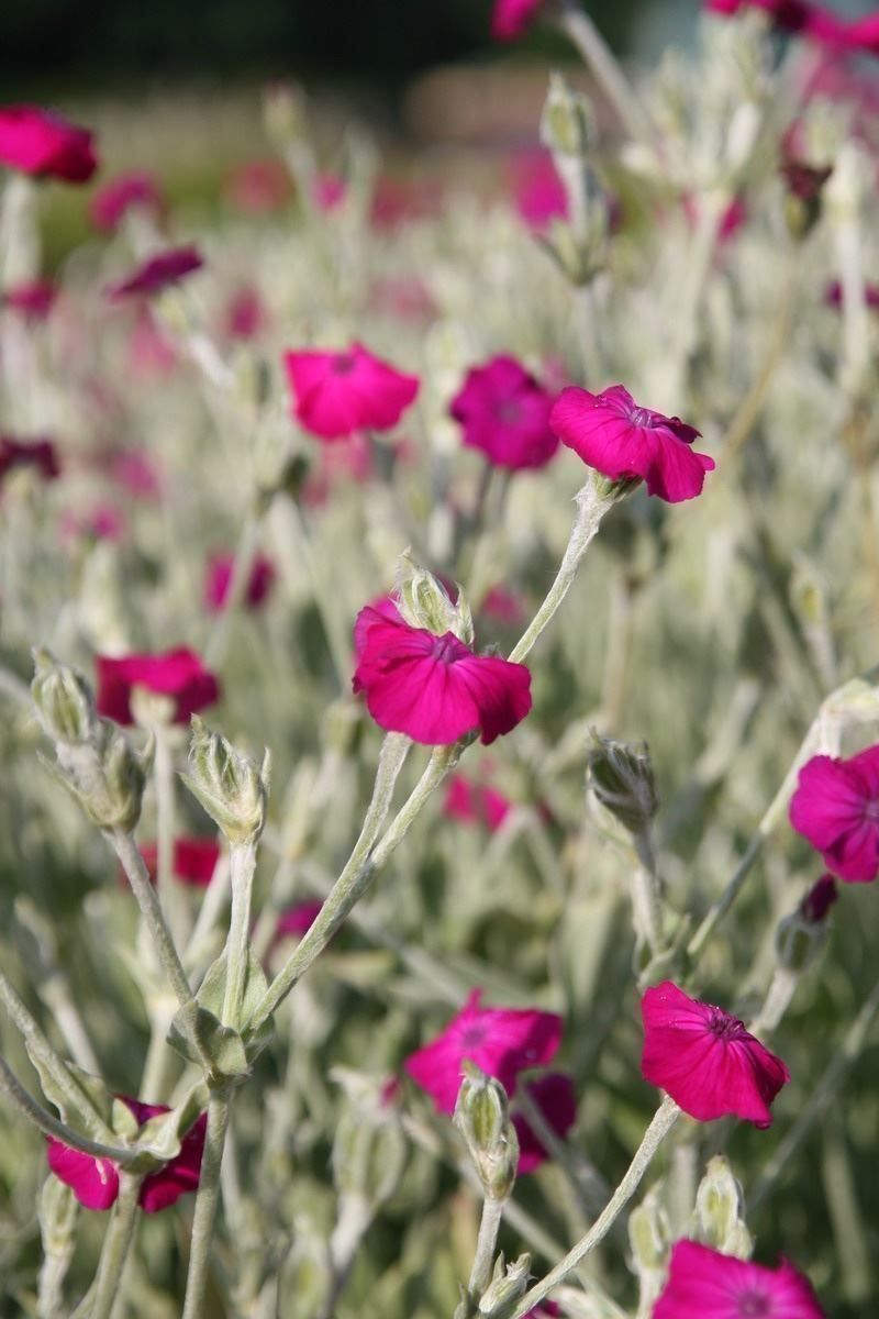 Piante & sementi: 500 Samen Lychnis Coronaria Vexiernelke – Nuovo (secondo la descrizione) da Ehrendingen venduto da VerveinaSamen 5
