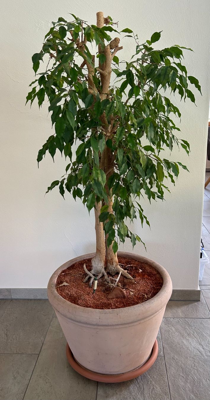 Piante & sementi: Ficus benjamina im Topf – Usato da Galgenen venduto da Heili