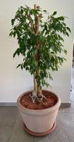 Ficus benjamina im Topf