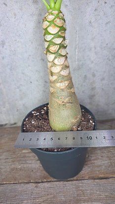 Piante & sementi: Hawaiipalme (Brighamia insignis) – Usato da St.Erhard venduto da Plumilandschweiz 2