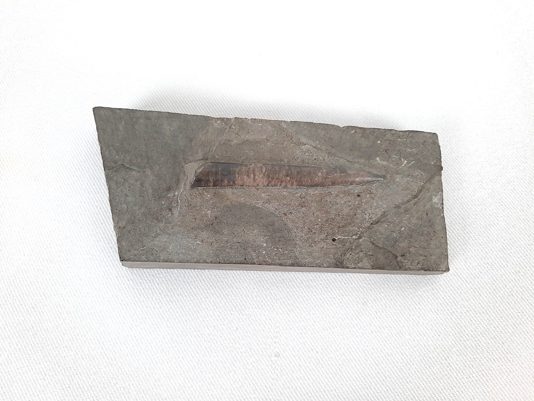 Fossili: Schönes Fossil – Usato da Beinwil am See venduto da Restwert_Beinwil 1