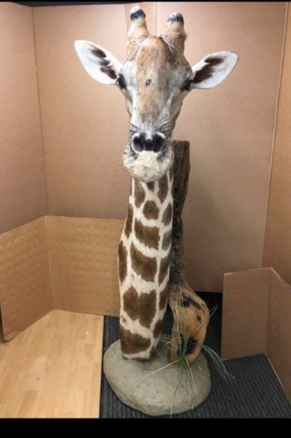 Welt der Tiere: Giraffe – Gebraucht aus Pfaffnau von Yoka0