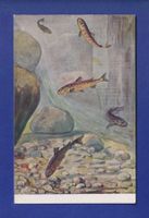 POISSON