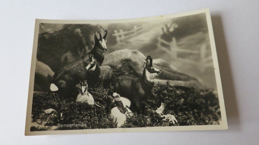 Cartoline postali: Gemsenfamilie – Usato da Jona venduto da centumprata
