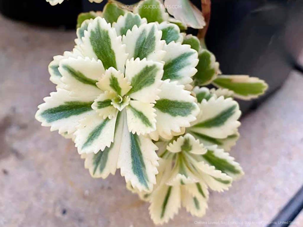 Piante & sementi: Fettblatt - Sedum takesimense "Atlantis" variegata – Nuovo (secondo la descrizione) da Winterthur venduto da Aniger 4