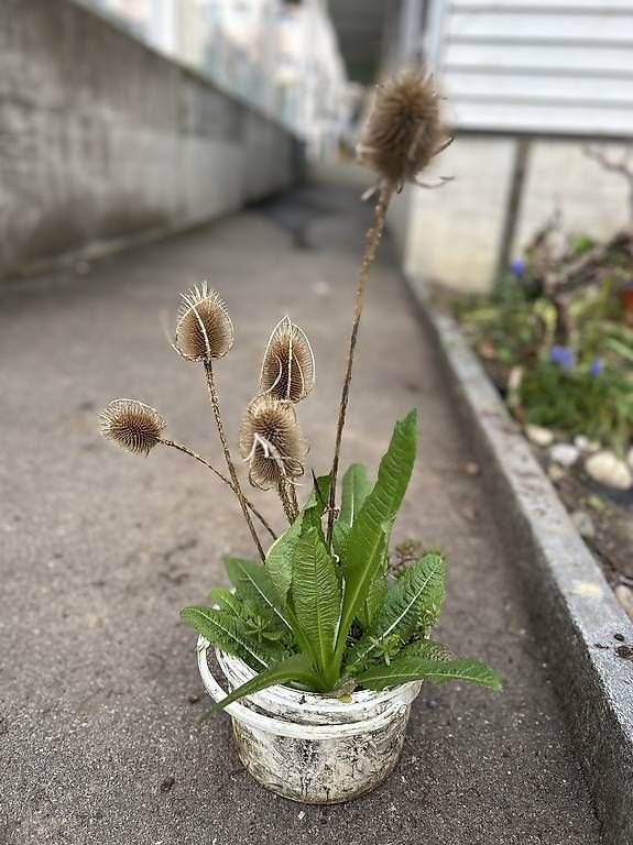 Plantes & graines: Karde – D'occasion à Frauenfeld par Irene.Schuppli 2