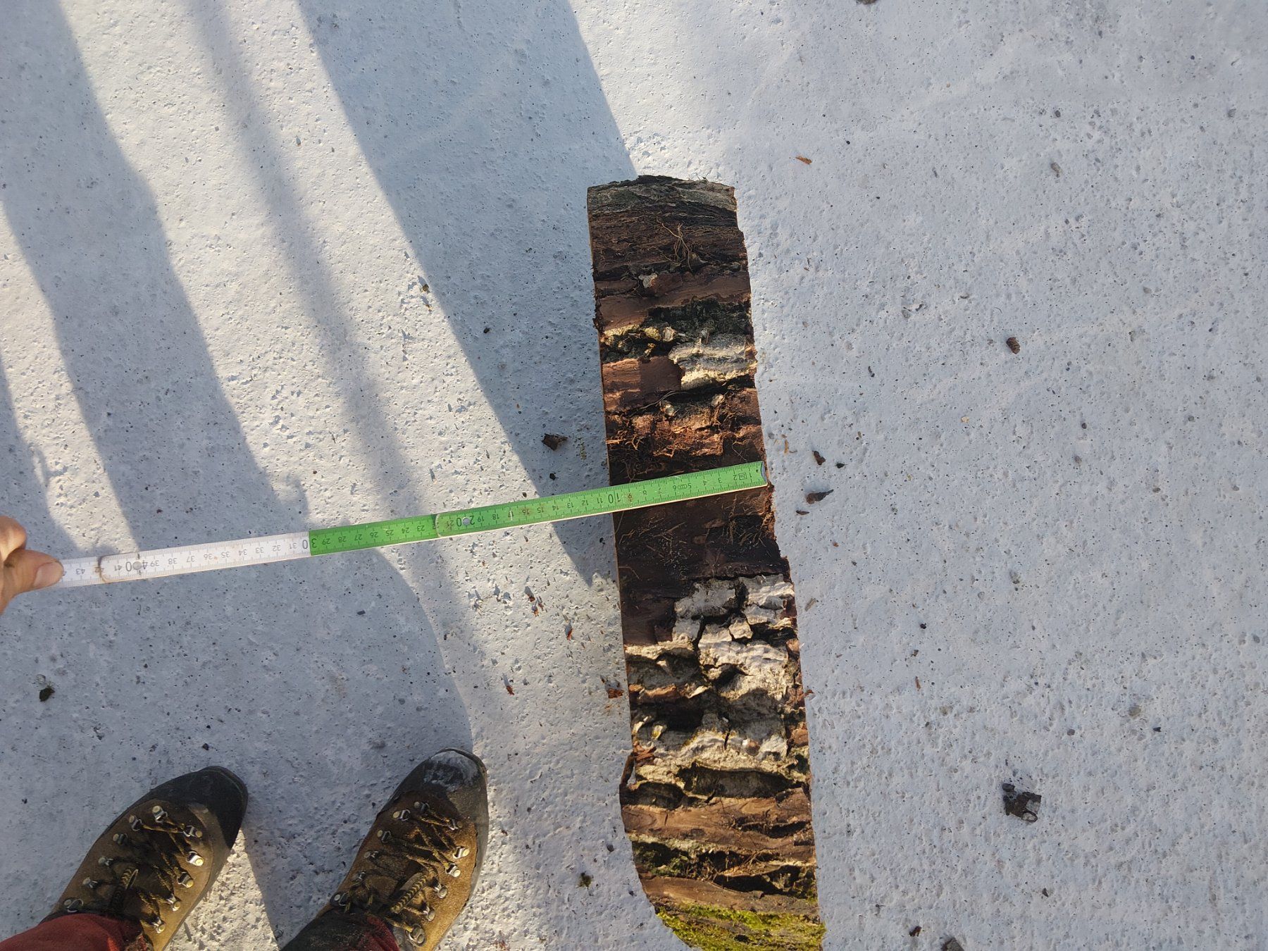 Articoli in legno: Nussbaum Holzscheibe Nr. 9 Dekoration – Nuovo (secondo la descrizione) da Affoltern am Albis venduto da ret_6x6z 2