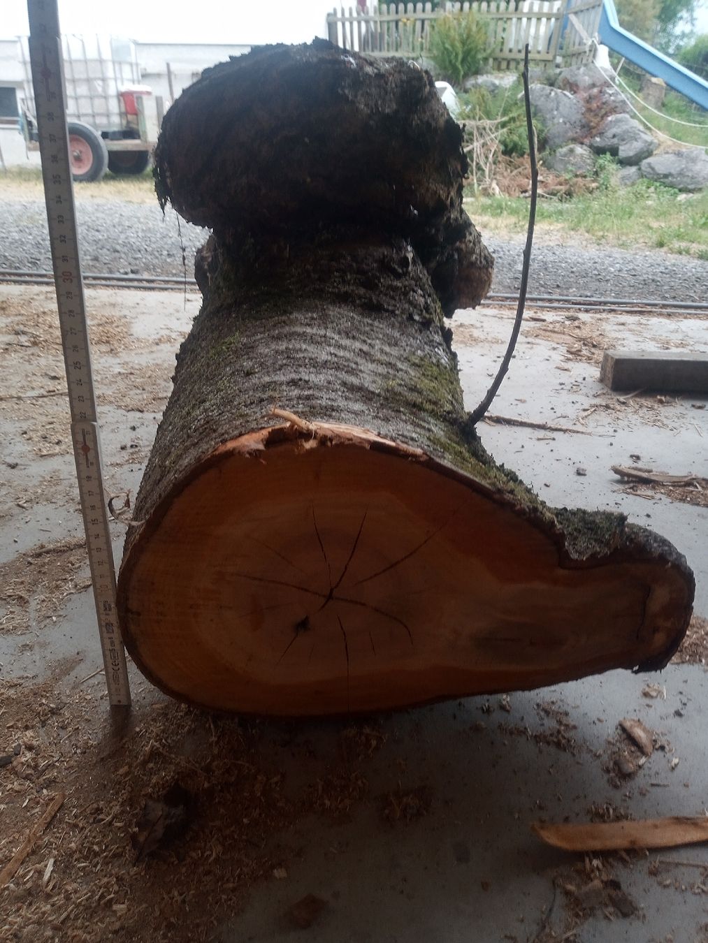 Holzartikel: Kirschstamm mit Beule – Gebraucht aus Wagen von marktina 3