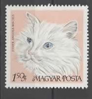 UNGARN : weisse Katze  (3