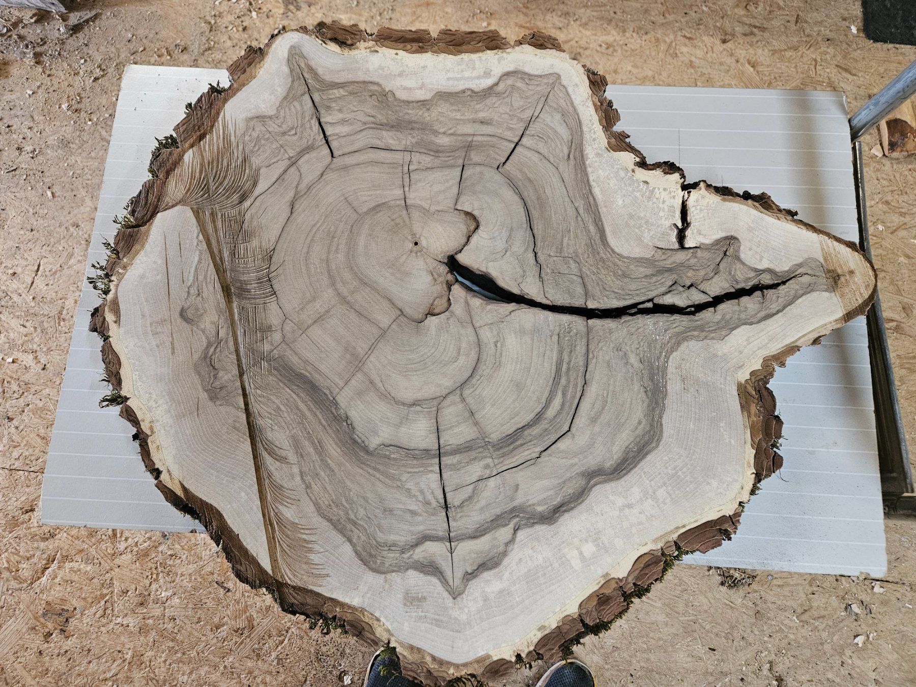 Holzartikel: Nussbaum Holz Baumscheibe – Neu (gemäss Beschreibung) aus Schangnau von egli6.2 2