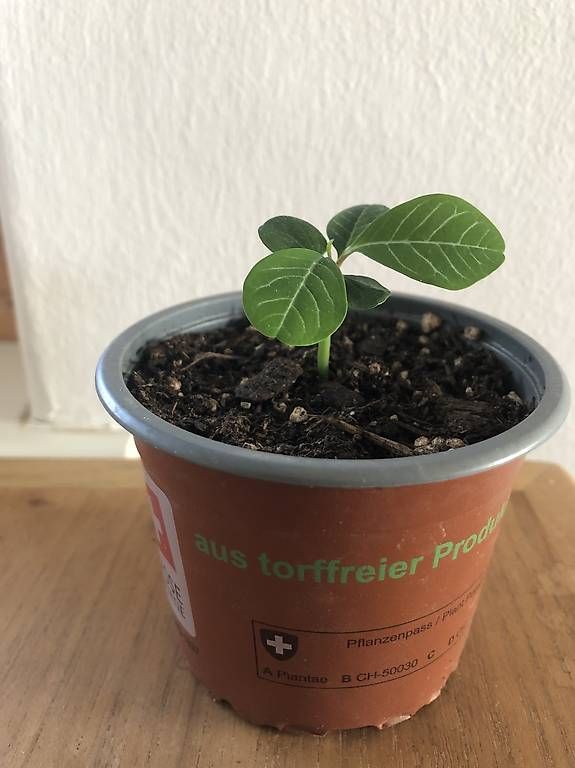 Piante & sementi: Kleine Spuckpalme – Usato da Rüti ZH venduto da Nottinghill2 1