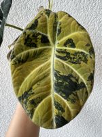 💛🖤 Alocasia Reginula Black Velvet Gold Variegata – Rhizome