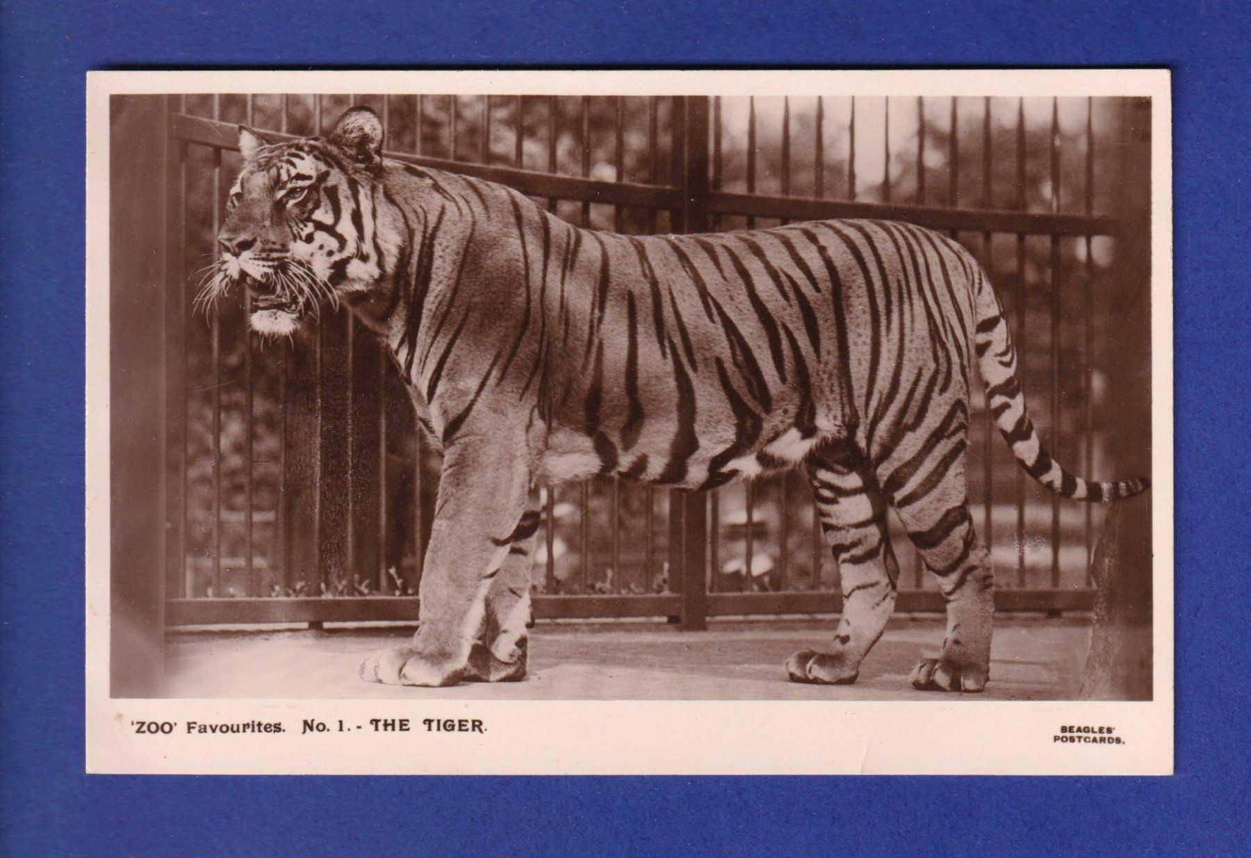 Cartoline postali: TIGRE – Usato da Pully venduto da nicecards-shop