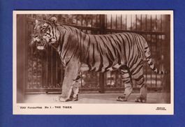 TIGRE