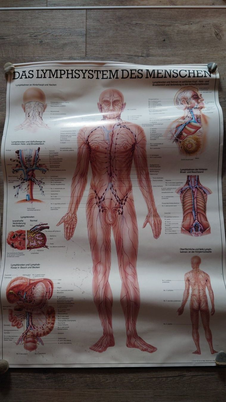 Poster & Bilder: 4 medizinische Plakate – Gebraucht aus Lüchingen von Ruth1 2
