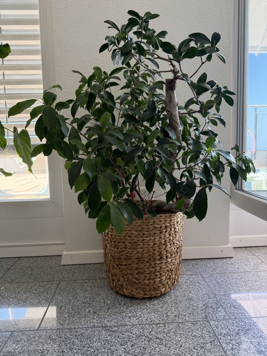 Piante & sementi: Bonsai Ficus 🪴  – Usato da Brunnen venduto da keusch19 1
