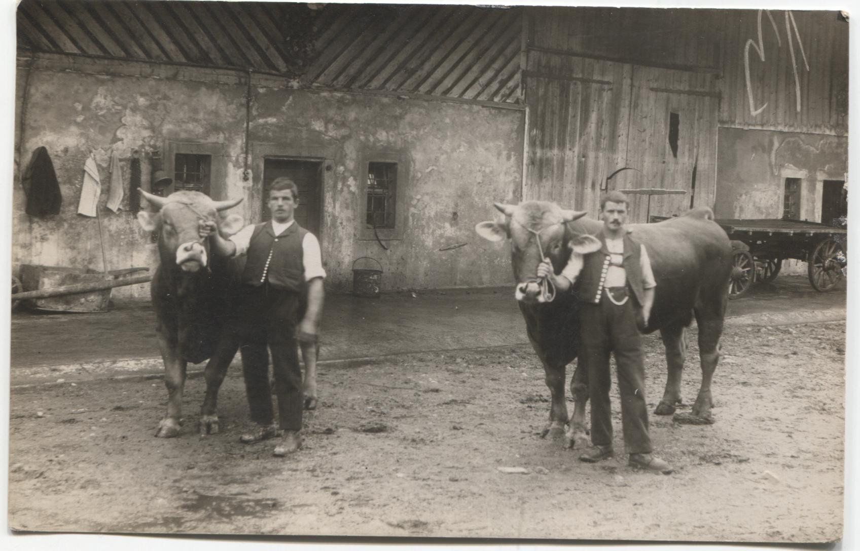 Ansichtskarten: LANDWIRSCHAFT/BAUER MIT STIER 1920 SG/AR? – Gebraucht aus Wil SG von Clanx