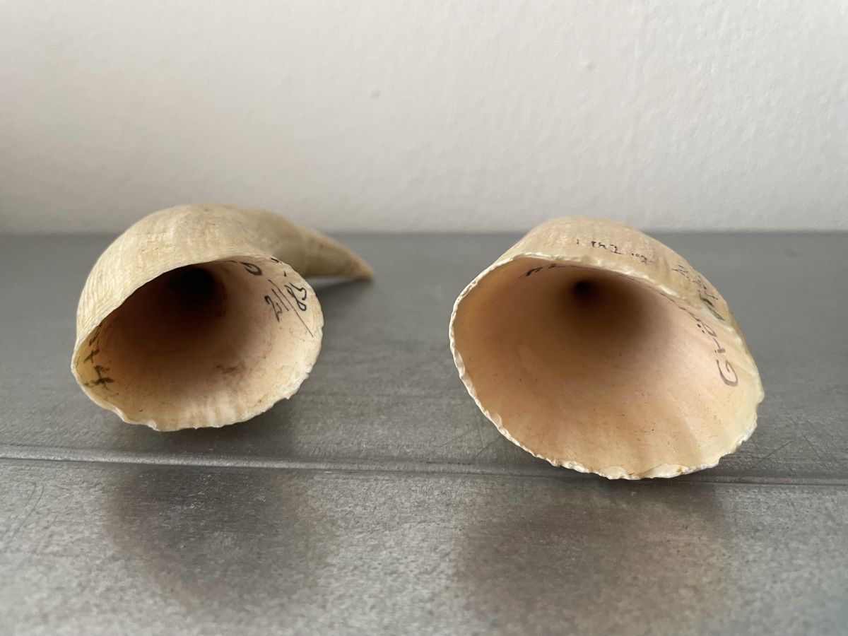 Fossili: alte Zähne vintage set – Usato da Basel venduto da Amechan. 3