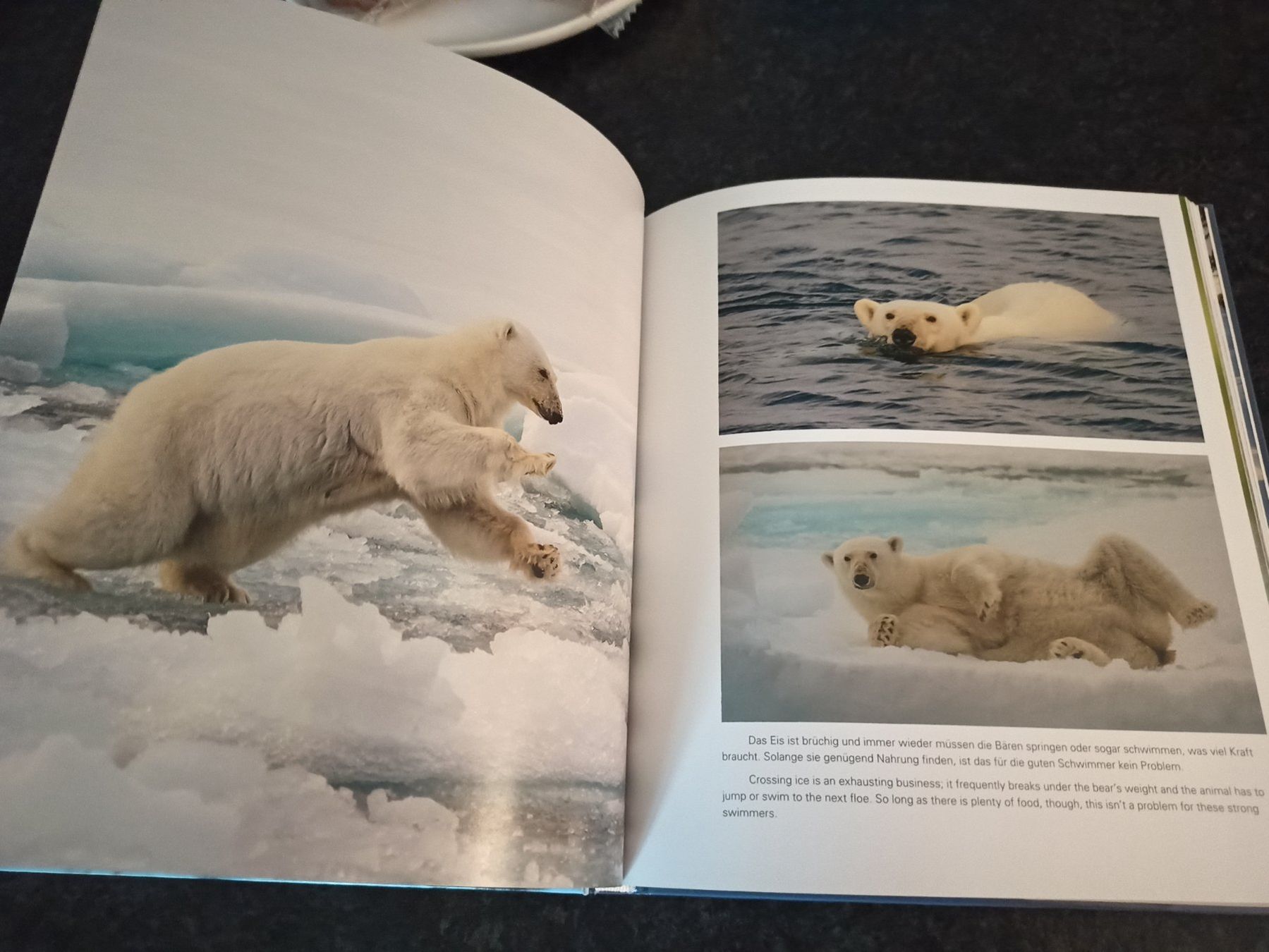 Libri: Buch "Adler, Bär und Co. – Usato da Niederwil AG venduto da Nioc28 2
