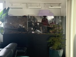 Salzwasser Aquarium