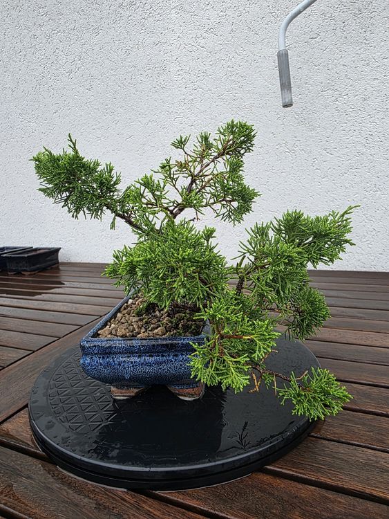 Bonsai Juniperus chinensis. Japan Import (Neu (gemss Beschreibung)) in  Steinhausen fr CHF 149  nur Abholung auf Ricardo kaufen