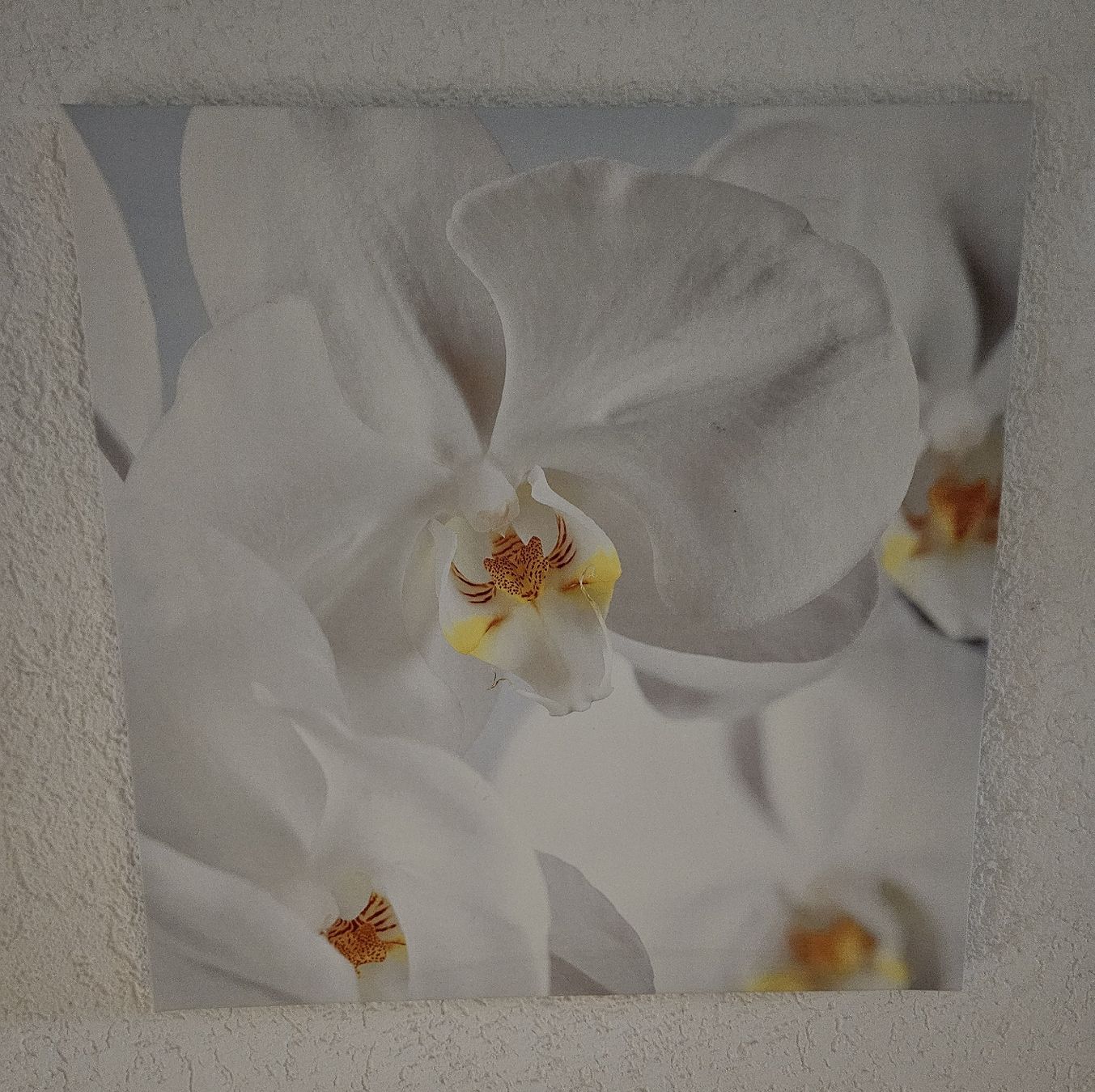 Foto & Immagini: 3 Orchideen-Leinwände - Spendenaktion – Usato da Unterkulm venduto da Beljasch 3