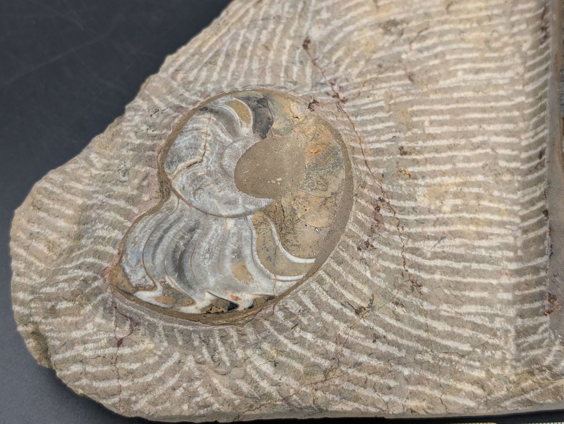 Fossili: Fossil Ammonit Belemnit? im Jura-Gestein? Versteinert – Usato da Winterthur venduto da Hint17 2
