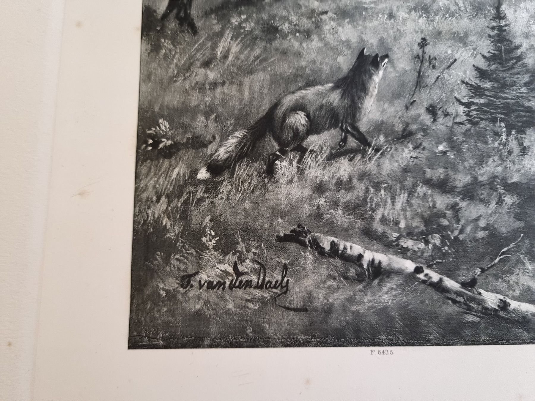 Foto & Immagini: Fuchs auf der Jagd  Schöne Grafik – Usato da Trachslau venduto da bastet06 1