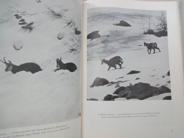Libri: Herrliche Alpentiere – Usato da Chur venduto da omonia 4