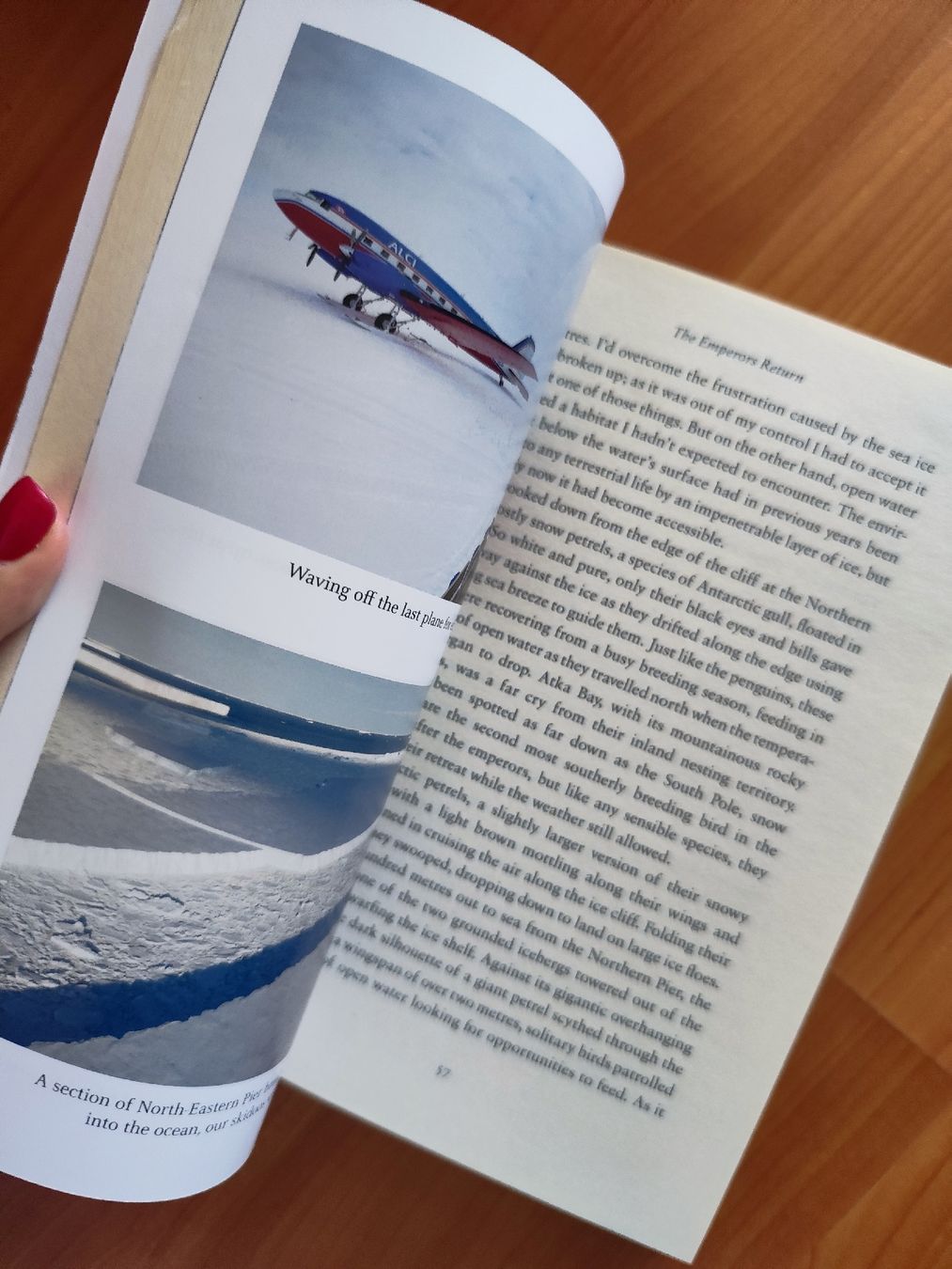 Libri: My Penguin Year Lindsay McCrae  – Usato da Mägenwil venduto da VintageGirly 4