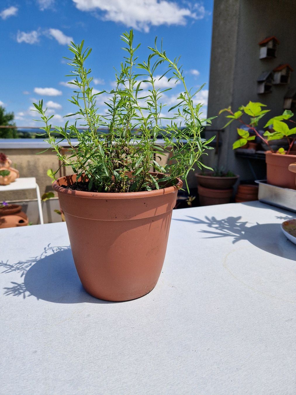 Piante & sementi: Balkon-/Gartenpflanze, Kräuter: Bohnenkraut – Usato da Münchenbuchsee venduto da Aare22 2