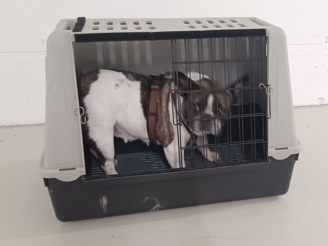 Gabbie, trasporto & Sicurezza: Gut erhaltene Transportbox für Hunde oder Katzen. – Usato da Luzern venduto da spyro-gyra 4