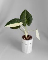 Alocasia Regal Shield Albo Variegata