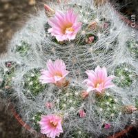 Mammillaria Glassii - flauschige Kakteen-Familie