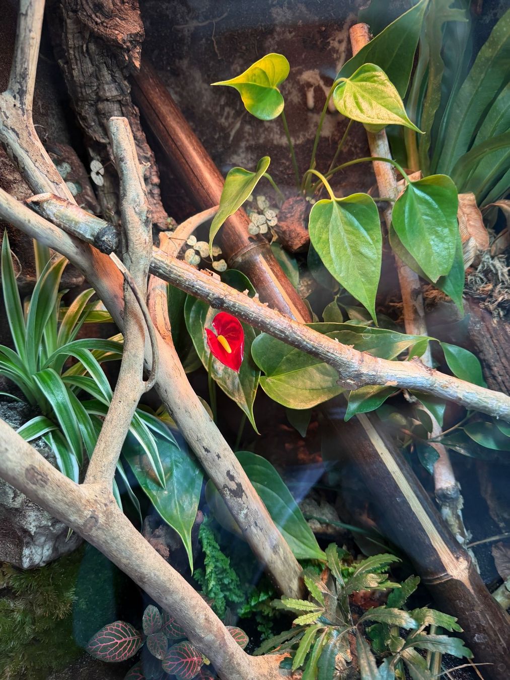 Terrarium: Terrarium mit Wasserfall Komplettset – Gebraucht aus Rothrist von egg_9wck 1