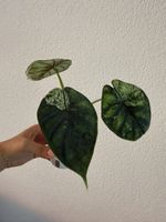 Alocasia Dragon Scale Mint im SB-Topf