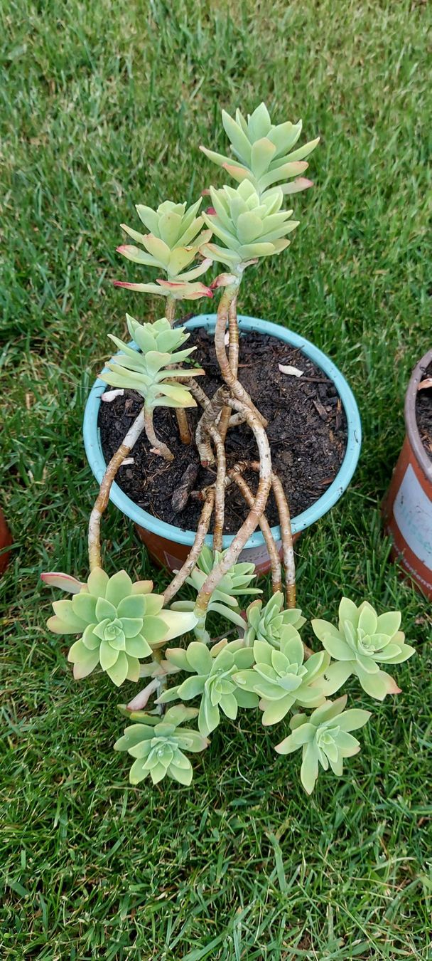 Pflanzen & Samen: Sedum Palmeri – Neu (gemäss Beschreibung) aus Küssnacht am Rigi von Mukare 3