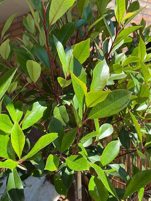 Glanzmispel MIT TOPF Photinia Robusta Compacta Hochstammbaum (Gebraucht) in  Meisterschwanden fr CHF 69  nur Abholung auf Ricardo kaufen
