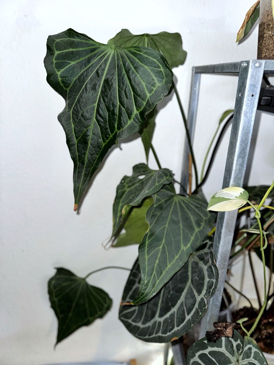 Piante & sementi: Anthurium Delta Force – Nuovo (secondo la descrizione) da Bern venduto da Lucas_Ma