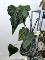 Anthurium Delta Force