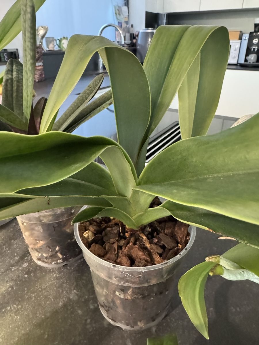 Pflanzen & Samen: Orchideen - Sammlung abzugeben – Gebraucht aus Teufen AR von Muffin97 6