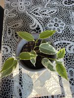Ficus Benjamina Variegato – Sano/Gesund (Chunky Mix)