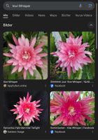 Epiphyllum „Kiwi Whisper“ Blattkaktus Epicactus